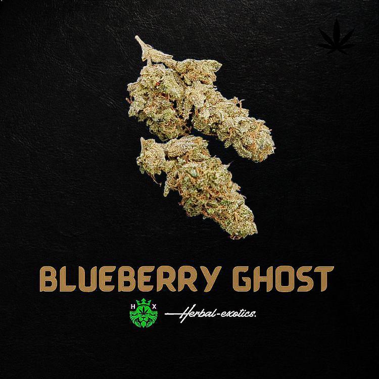 Blueberry Ghost